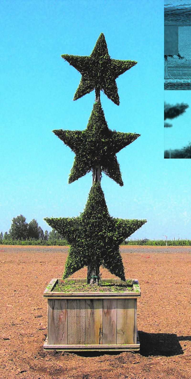 Live Thuja 3 Star Stack Topiary